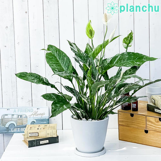 PLANCHU 観葉植物 スパティフィラム ドミノ 7号樹脂鉢 ホワイト 受け皿付き 育て方説明書付き Spathiphyllum ‘Domino’ 斑入り アロイド