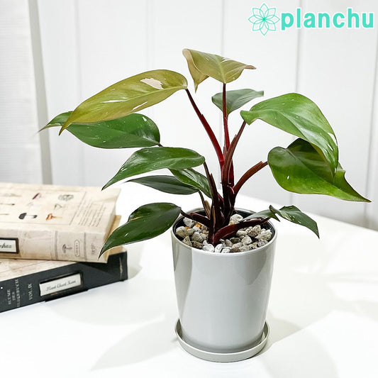 PLANCHU 観葉植物 フィロデンドロン ピンクプリンセス 4号鉢 受け皿付き 育て方説明書付き Philodendron ‘Pink Princess’ アロイド