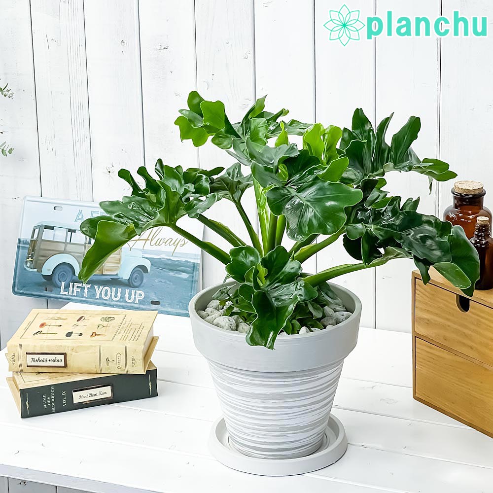 PLANCHU 観葉植物 フィロデンドロン セローム スーパーアトム 7号樹脂鉢 カーヴホワイト 受け皿付き 育て方説明書付き Philodendron selloum cv. アロイド