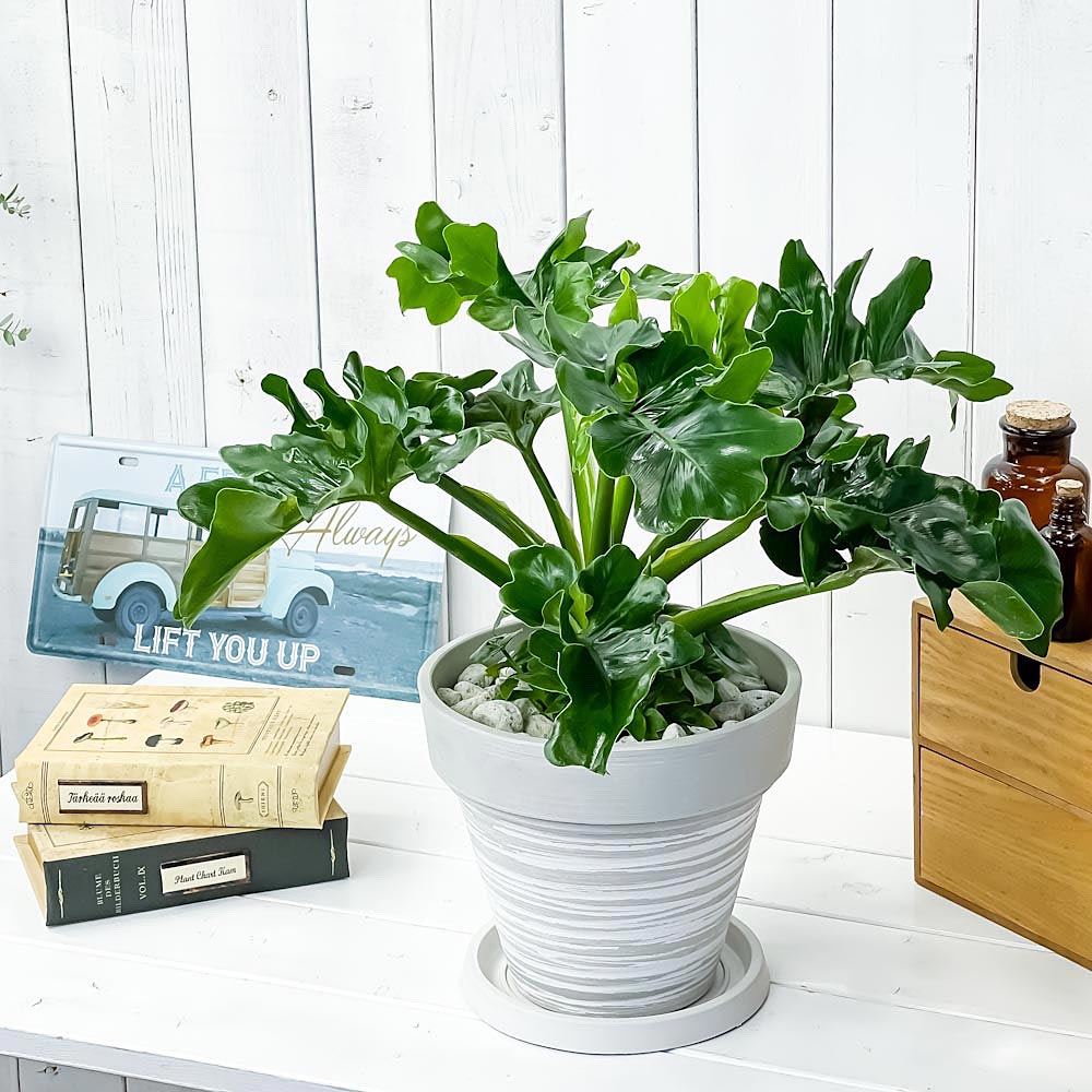 PLANCHU 観葉植物 フィロデンドロン セローム スーパーアトム 7号樹脂