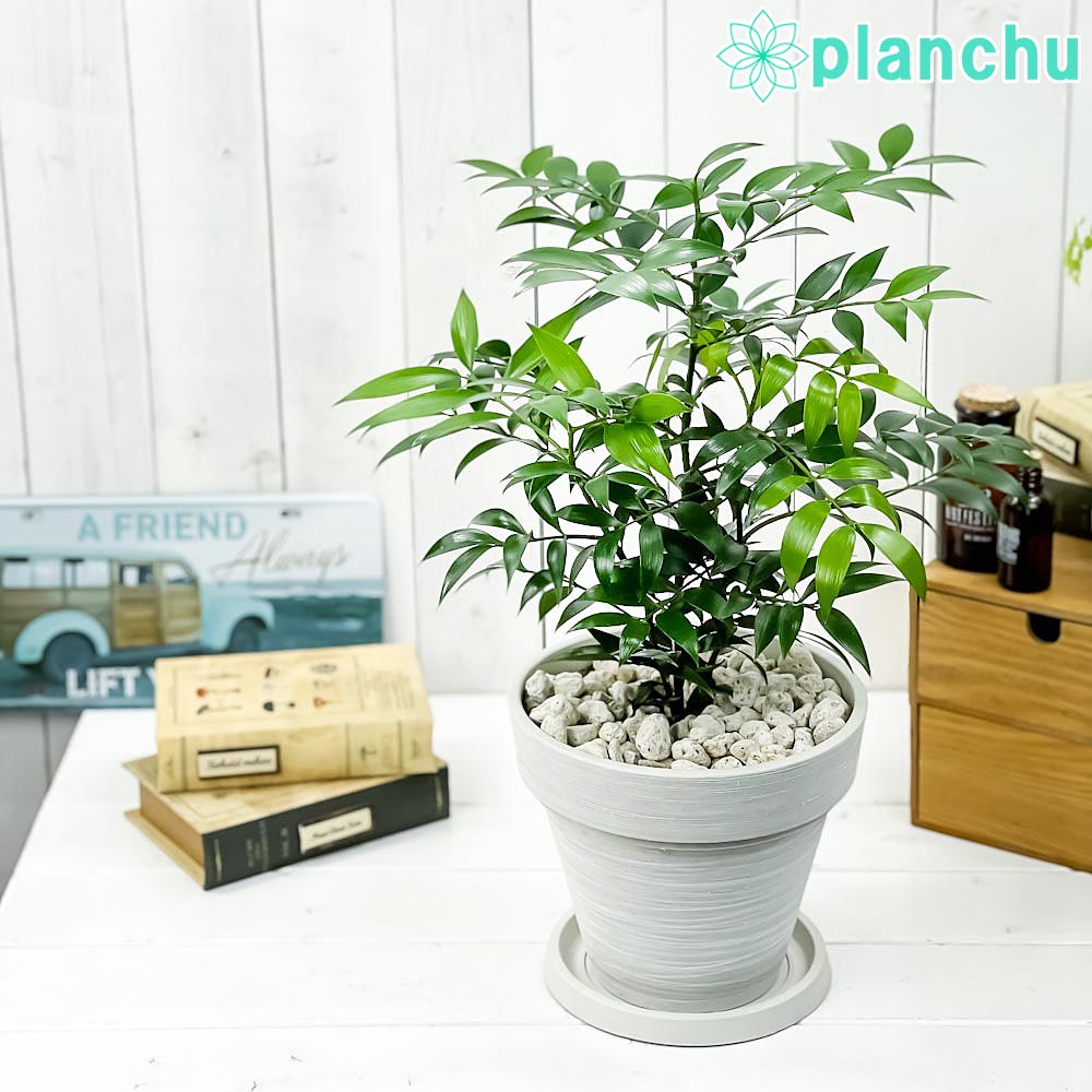PLANCHU 観葉植物 ナギ 7号樹脂鉢 カーヴホワイト 受け皿付き 育て方説明書付き Nageia nagi 梛 神の宿る木 幸せを呼ぶ木 縁結びの木 夫婦円満の木