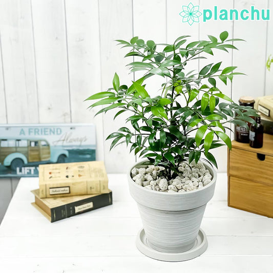 PLANCHU 観葉植物 ナギ 7号樹脂鉢 カーヴホワイト 受け皿付き 育て方説明書付き Nageia nagi 梛 神の宿る木 幸せを呼ぶ木 縁結びの木 夫婦円満の木