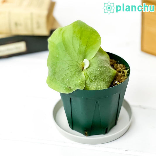 PLANCHU 観葉植物 プラティケリウム アンティス 3号鉢 受け皿付き 育て方説明書付き Platycerium ‘Antis’ ビカクシダ コウモリラン シダ植物