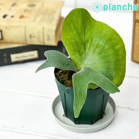 PLANCHU 観葉植物 プラティケリウム ステマリア 3号鉢 受け皿付き 育て方説明書付き Platycerium stemaria ビカクシダ コウモリラン シダ植物