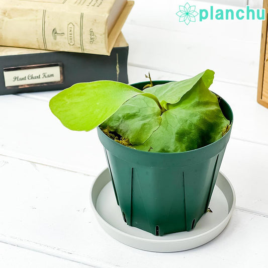 PLANCHU 観葉植物 プラティケリウム エラワン 3号鉢 受け皿付き 育て方説明書付き Platycerium ‘Erawan’ ビカクシダ コウモリラン シダ植物