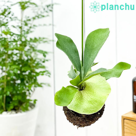 PLANCHU 観葉植物 苔玉 ビカクシダ ビフルカツム Mサイズ 1個 育て方説明書付き Platycerium プラティケリウム コウモリラン シダ コケダマ 吊り下げ