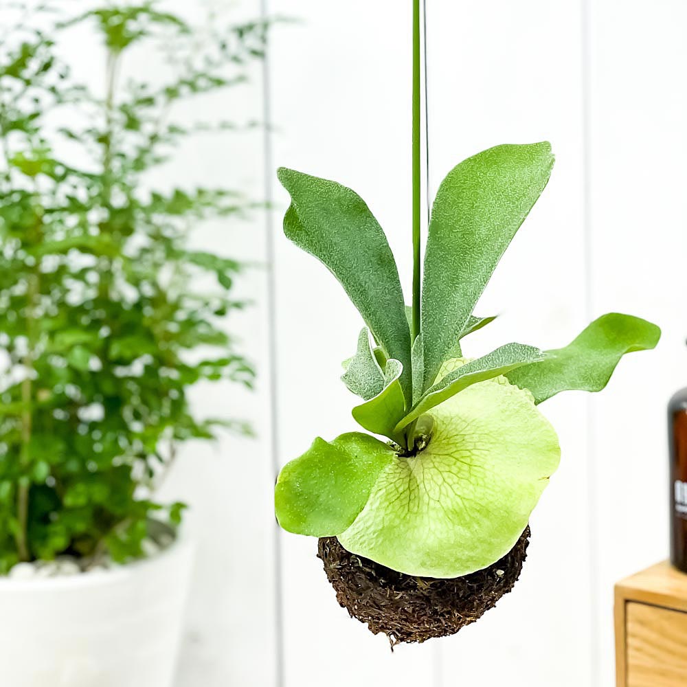 PLANCHU 観葉植物 苔玉 ビカクシダ ビフルカツム Mサイズ 1個 育て方説明書付き Platycerium プラティケリウム コウモリラン シダ コケダマ 吊り下げ