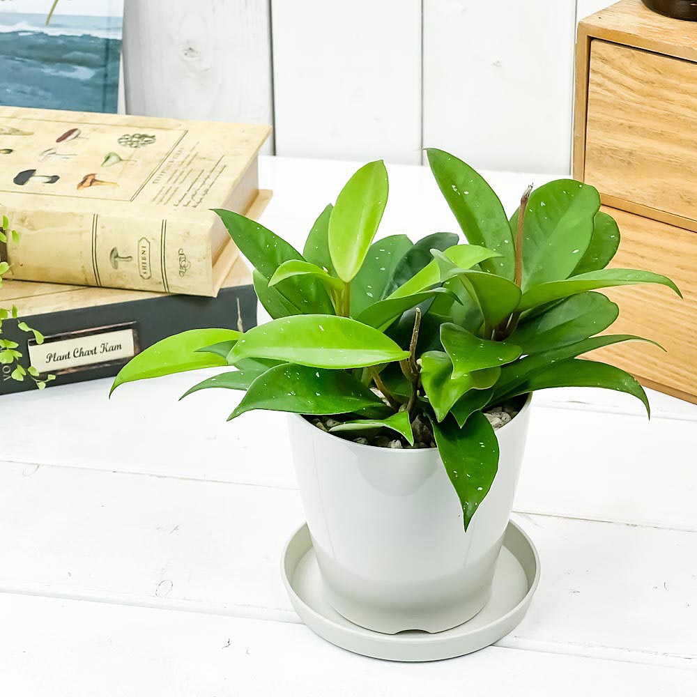 PLANCHU 観葉植物 ホヤ パーフェクトグリーン 3.5号鉢 受け皿付き 育て方説明書付き Hoya ガガイモ サクララン 桜蘭