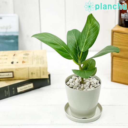 PLANCHU 観葉植物 フィカス ベンガレンシス 3.5号鉢 受け皿付き 育て方説明書付き  Ficus benghalensis ベンガルボダイジュ ゴムノキ ゴムの木