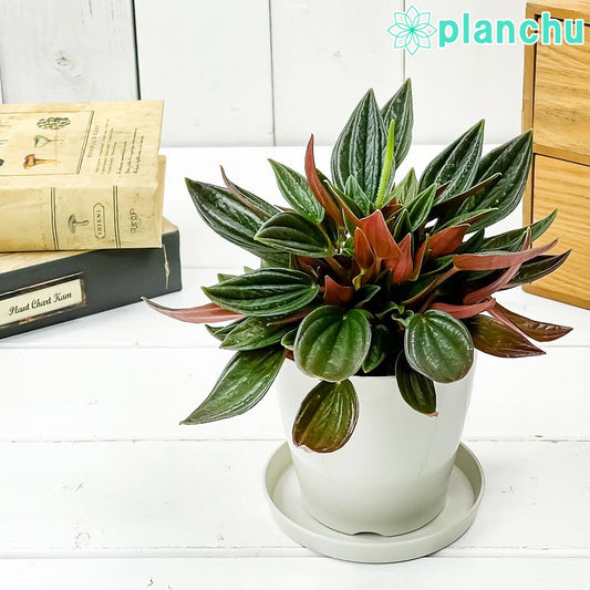 PLANCHU 観葉植物 ペペロミア ロッソ 3.5号鉢 受け皿付き 育て方説明書付き PVP Peperomia ‘Edenrosso’