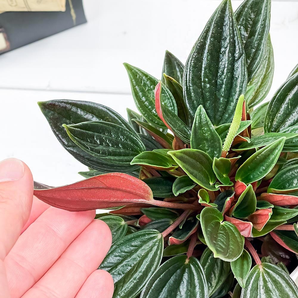 PLANCHU 観葉植物 ペペロミア ロッソ 3.5号鉢 受け皿付き 育て方説明書付き Peperomia ‘Edenrosso’