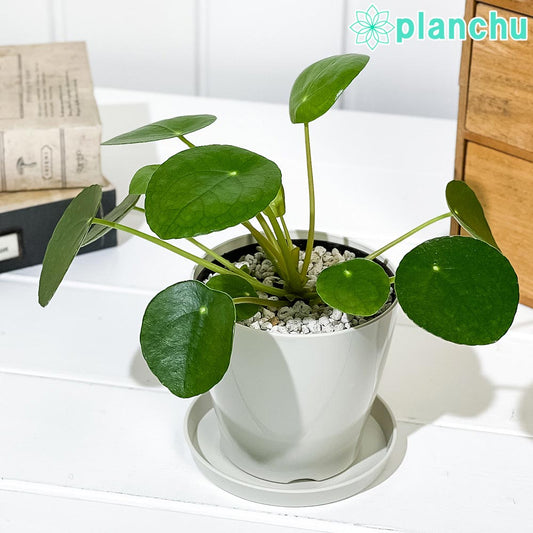 PLANCHU 観葉植物 ピレア ペペロミオイデス 3.5号鉢 受け皿付き 育て方説明書付き Pilea peperomioides パンケーキプランツ