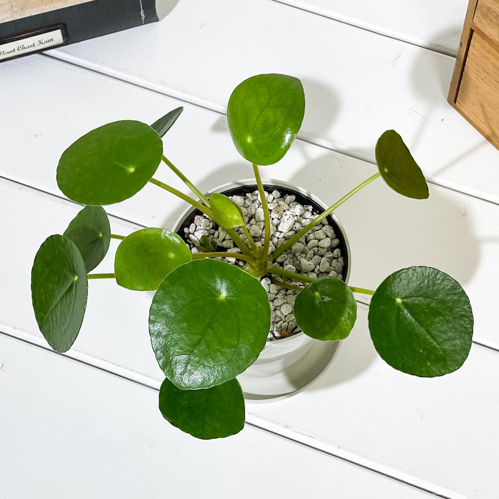 PLANCHU 観葉植物 ピレア ペペロミオイデス 3.5号鉢 受け皿付き 育て方説明書付き Pilea peperomioides パンケーキプランツ