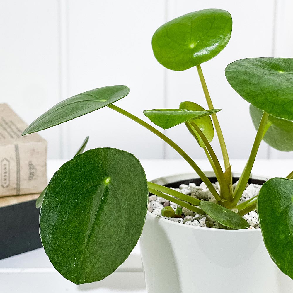 PLANCHU 観葉植物 ピレア ペペロミオイデス 3.5号鉢 受け皿付き 育て方説明書付き Pilea peperomioides パンケーキプランツ