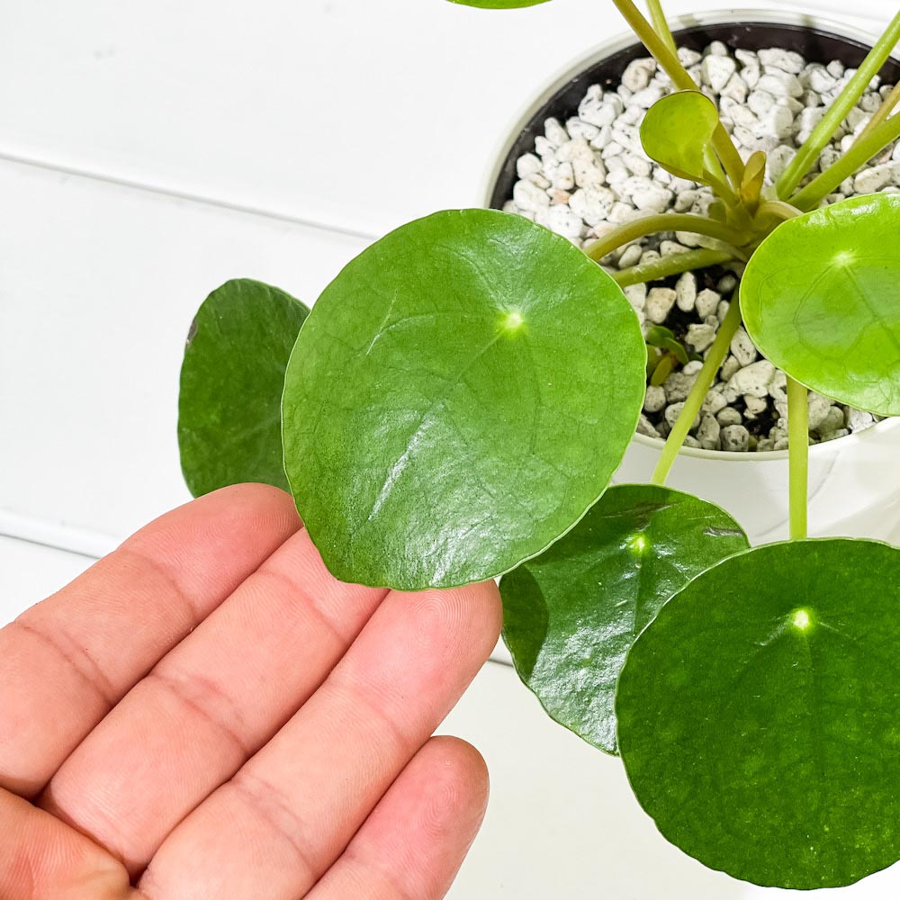 PLANCHU 観葉植物 ピレア ペペロミオイデス 3.5号鉢 受け皿付き 育て方説明書付き Pilea peperomioides パンケーキプランツ