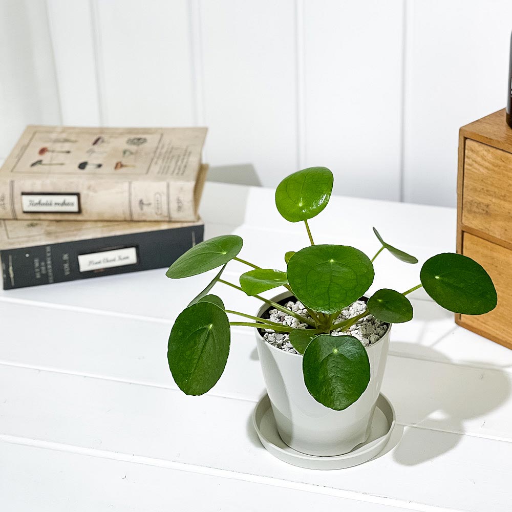 PLANCHU 観葉植物 ピレア ペペロミオイデス 3.5号鉢 受け皿付き 育て方説明書付き Pilea peperomioides パンケーキプランツ