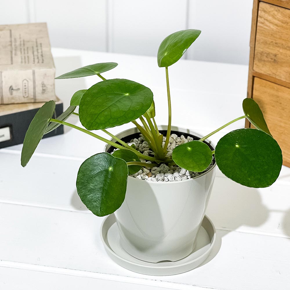 PLANCHU 観葉植物 ピレア ペペロミオイデス 3.5号鉢 受け皿付き 育て方説明書付き Pilea peperomioides パンケーキプランツ