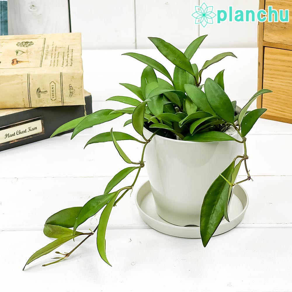 PLANCHU 観葉植物 ホヤ ロシータ 3.5号鉢 受け皿付き 育て方説明書付き Hoya ‘Rosita’ サクララン 桜蘭