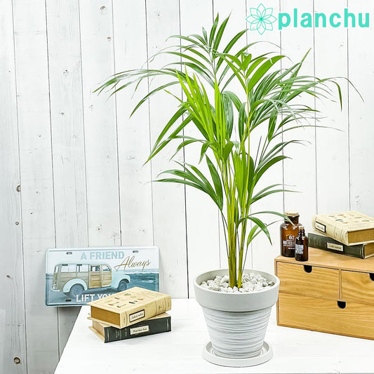 PLANCHU 観葉植物 アレカヤシ 7号樹脂鉢 カーヴホワイト 受け皿付き 育て方説明書付き Dypsis lutescens ディプシス ヤシ コガネタケヤシ ヤマドリヤシ