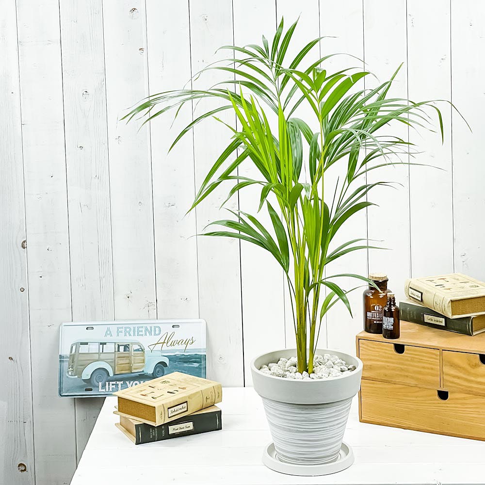 PLANCHU 観葉植物 アレカヤシ 7号樹脂鉢 カーヴホワイト 受け皿付き 育て方説明書付き Dypsis lutescens ディプシス ヤシ コガネタケヤシ ヤマドリヤシ