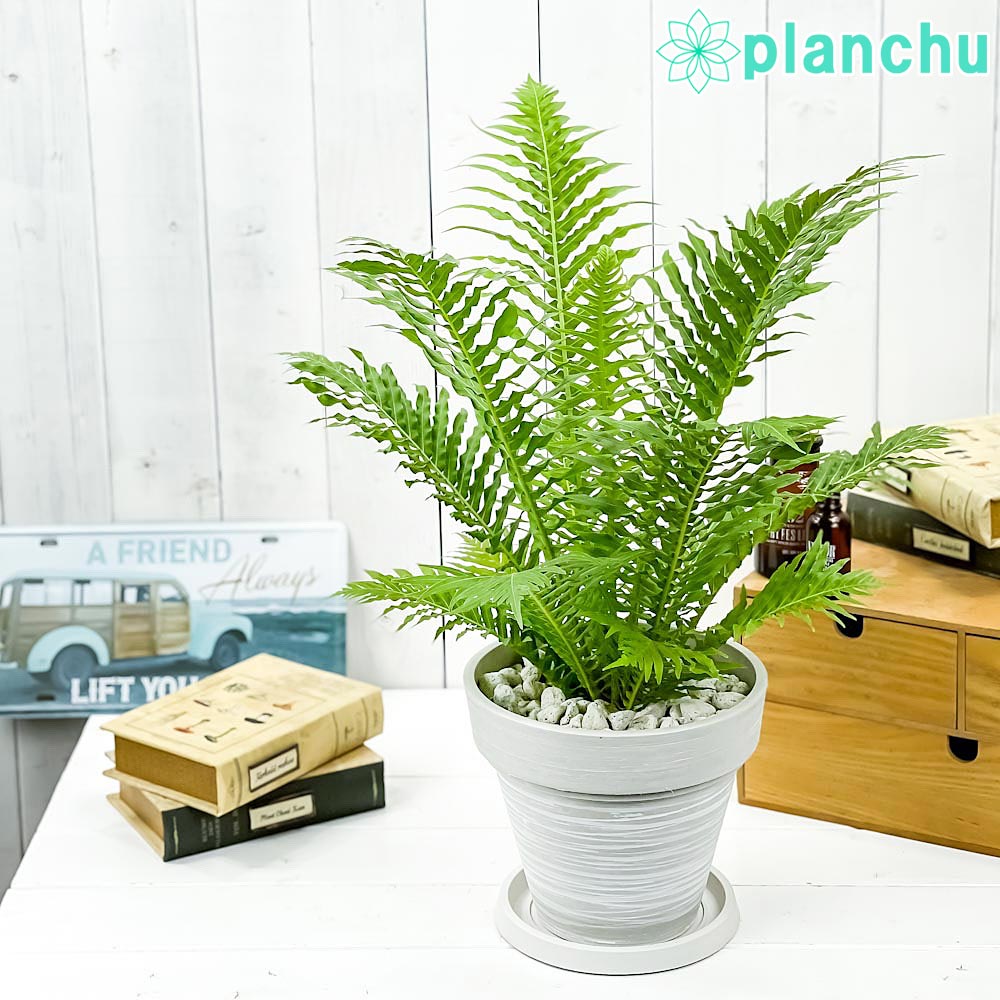 PLANCHU 観葉植物 ブレクナム シルバーレディ 7号樹脂鉢 カーヴホワイト 受け皿付き 育て方説明書付き Blechnum gibbum ‘Silver Lady’ シダ植物