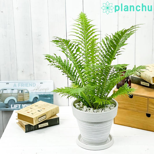 PLANCHU 観葉植物 ブレクナム シルバーレディ 7号樹脂鉢 カーヴホワイト 受け皿付き 育て方説明書付き Blechnum gibbum ‘Silver Lady’ シダ植物