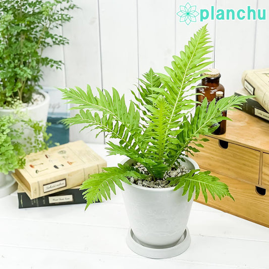 PLANCHU 観葉植物 ブレクナム シルバーレディ 5号樹脂鉢 ホワイト サスティー付き 受け皿付き 育て方説明書付き Blechnum gibbum ‘Silver Lady’ シダ