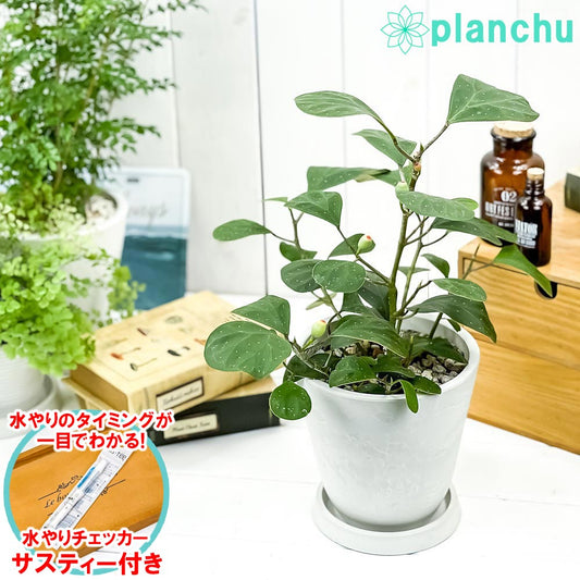 PLANCHU 観葉植物 フィカス デルトイデア 5号樹脂鉢 ホワイト サスティー付き 受け皿付き 育て方説明書付き Ficus deltoidea コバンボダイジュ 小判菩提樹