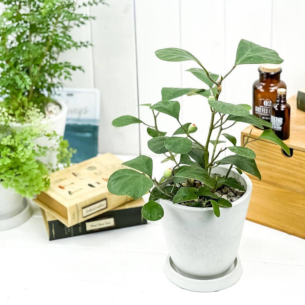 PLANCHU 観葉植物 フィカス デルトイデア 5号樹脂鉢 ホワイト サスティー付き 受け皿付き 育て方説明書付き Ficus deltoidea コバンボダイジュ 小判菩提樹