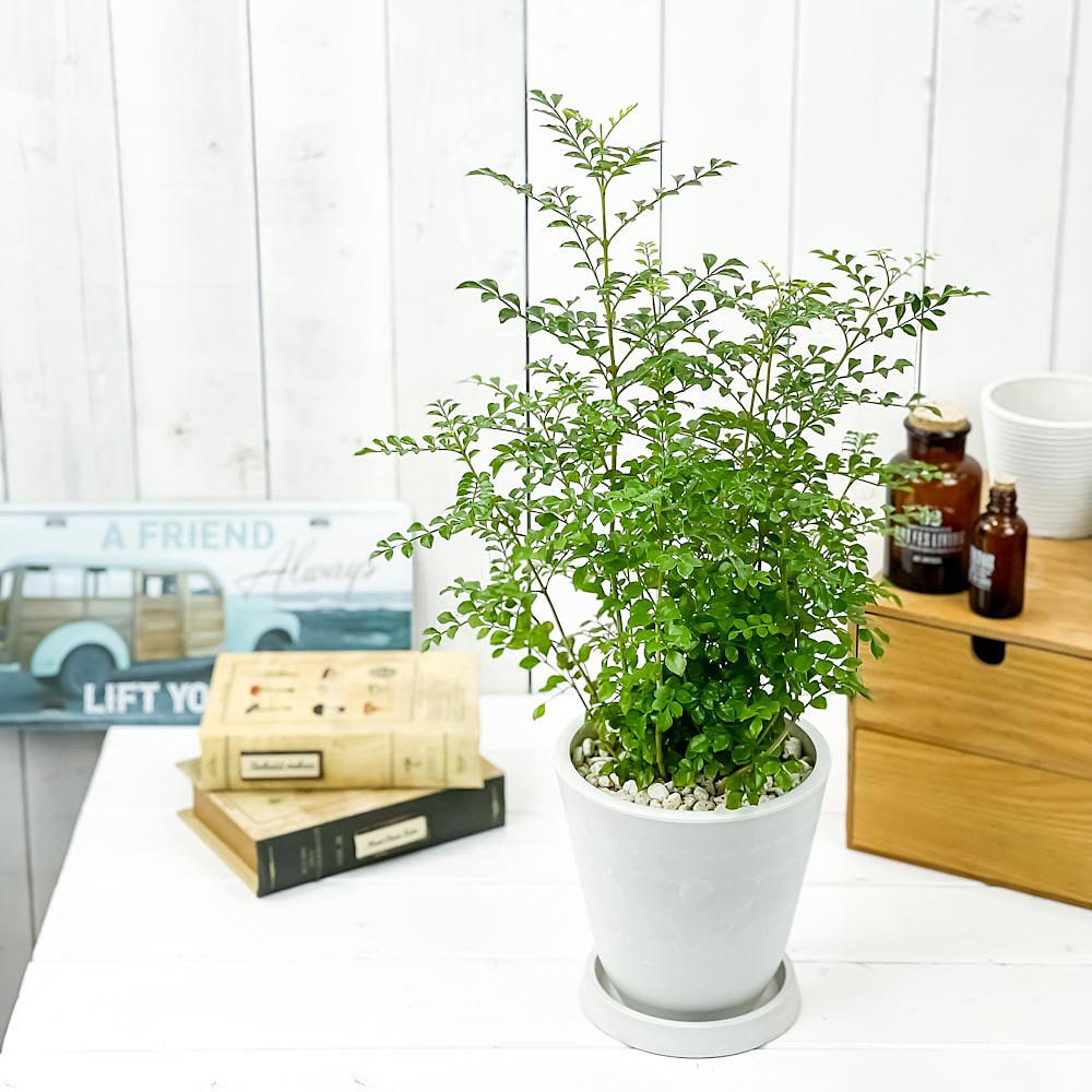 PLANCHU 観葉植物 シマトネリコ 5号樹脂鉢 ホワイト サスティー付き