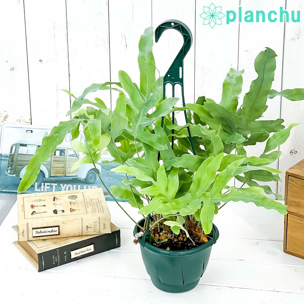 PLANCHU 観葉植物 フレボディウム ブルースター 5号吊り鉢 育て方説明書付き Phlebodium aureum ‘Mandaianum’ シダ植物