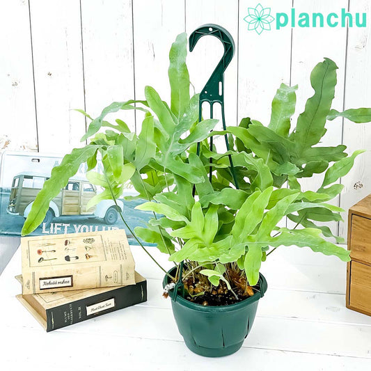 PLANCHU 観葉植物 フレボディウム ブルースター 5号吊り鉢 育て方説明書付き Phlebodium aureum ‘Mandaianum’ シダ植物