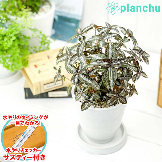 PLANCHU 観葉植物 ピレア シルバーツリー 4号樹脂鉢 ホワイト サスティー付き 受け皿付き 育て方説明書付き Pilea ‘Silver Tree’