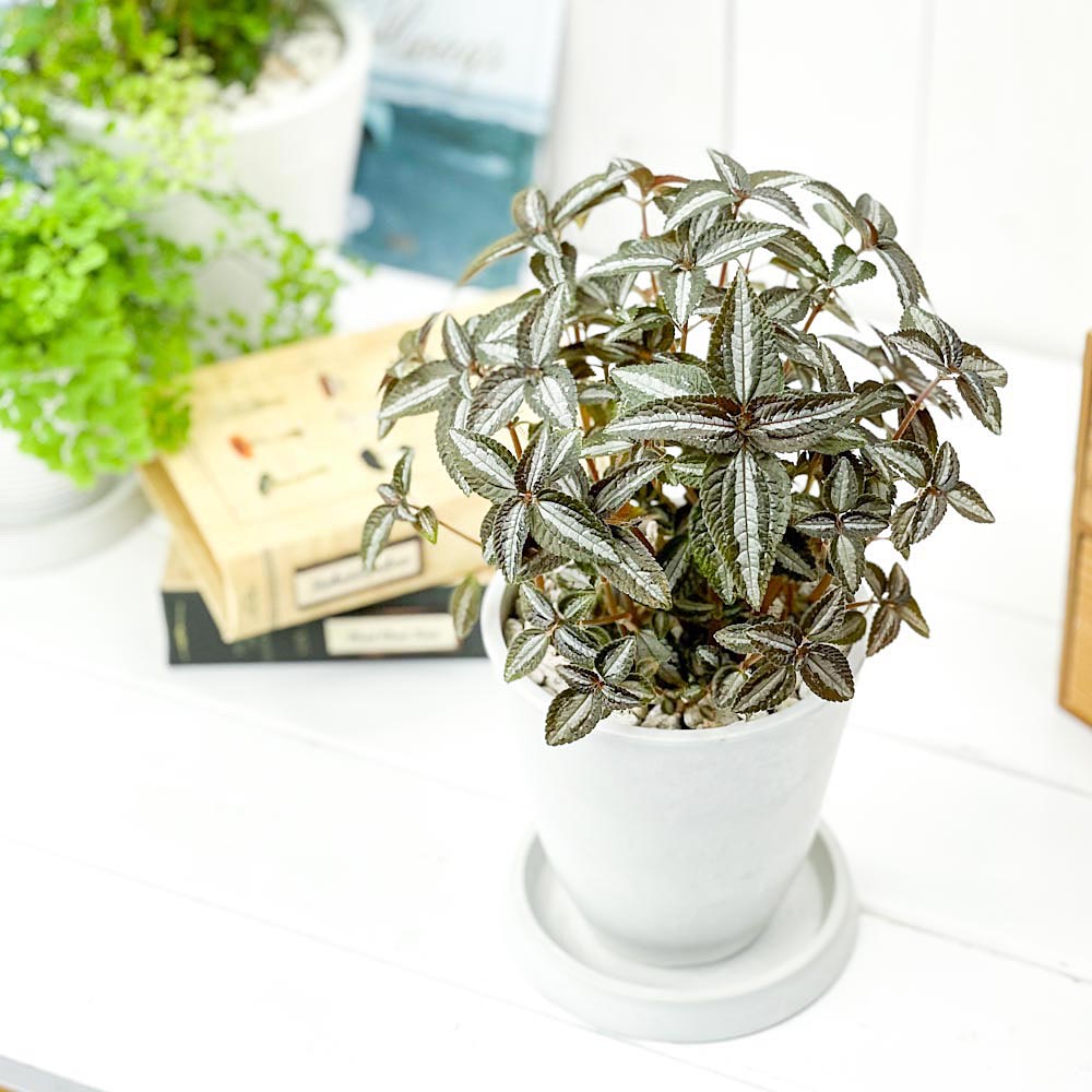 PLANCHU 観葉植物 ピレア シルバーツリー 4号樹脂鉢 ホワイト サスティー付き 受け皿付き 育て方説明書付き Pilea ‘Silver Tree’