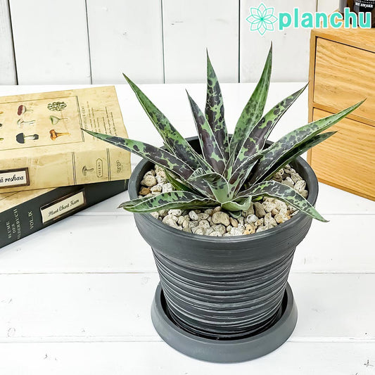 PLANCHU 観葉植物 マンガベ ムーングロウ 5号樹脂鉢 カーヴダークグレー サスティー付き 受け皿付き 育て方説明書付き PVP アガベ マンフレダ 多肉植物