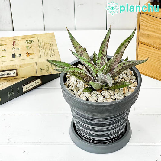 PLANCHU 観葉植物 マンガベ フレックルアンドスペックル 5号樹脂鉢 カーヴダークグレー サスティー付き 受け皿付き 育て方説明書付き PVP アガベ マンフレダ 多肉植物