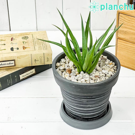 PLANCHU 観葉植物 マンガベ バッドヘアデイ 5号樹脂鉢 カーヴダークグレー サスティー付き 受け皿付き 育て方説明書付き PVP アガベ マンフレダ 多肉植物