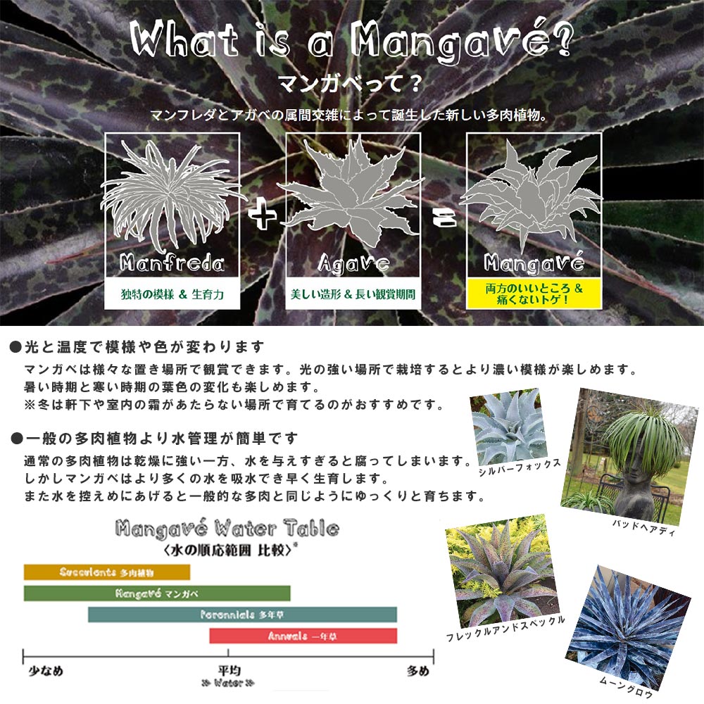 PLANCHU 観葉植物 マンガベ バッドヘアデイ 5号樹脂鉢 カーヴダークグレー サスティー付き 受け皿付き 育て方説明書付き アガベ マンフレダ 多肉植物