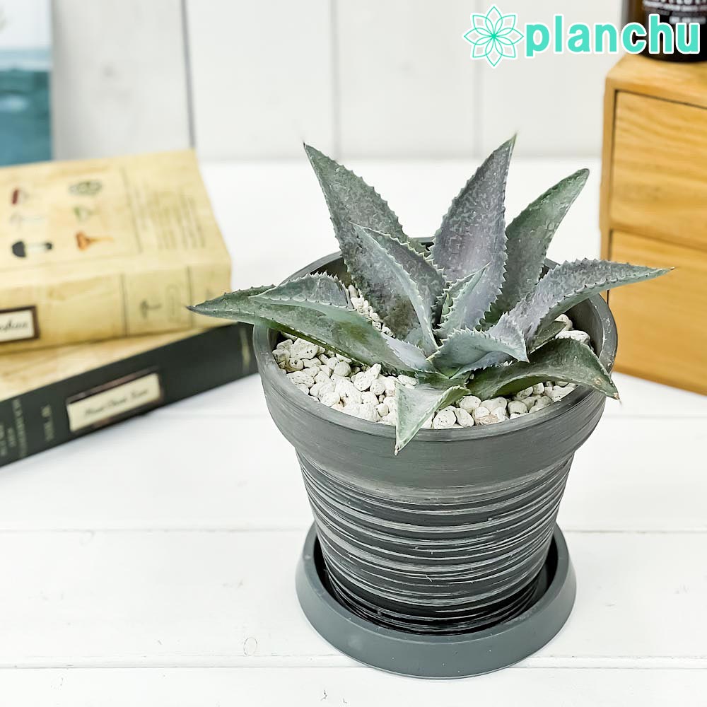 マンガベ – 観葉植物専門店プランチュ