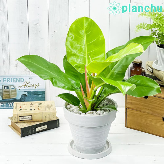 PLANCHU 観葉植物 フィロデンドロン インペリアルゴールド 7号樹脂鉢 カーヴホワイト 受け皿付き 育て方説明書付き Philodendron ‘Imperial Gold’ アロイド