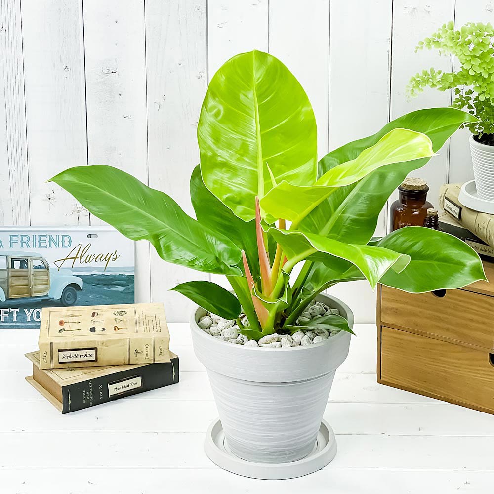 PLANCHU 観葉植物 フィロデンドロン インペリアルゴールド 7号樹脂鉢 カーヴホワイト 受け皿付き 育て方説明書付き Philodendron ‘Imperial Gold’ アロイド
