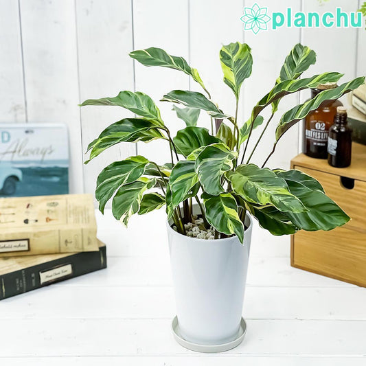 PLANCHU 観葉植物 カラテア エンペラー 4号鉢 受け皿付き 育て方説明書付き Calathea louisae ‘Emperor’