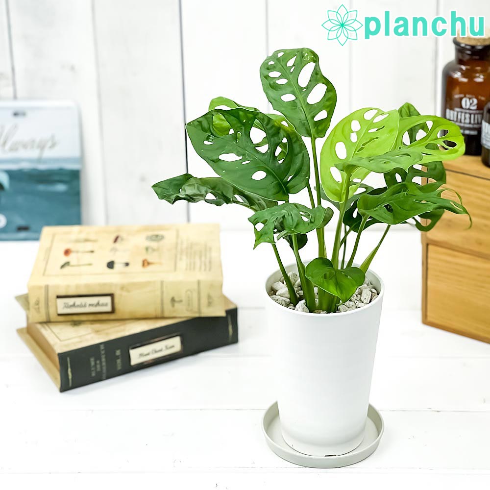 PLANCHU 観葉植物 マドカズラ モンステラ フリードリヒスターリー 3.5号ロング鉢 受け皿付き 育て方説明書付き Monstera friedrichsthalii アロイド