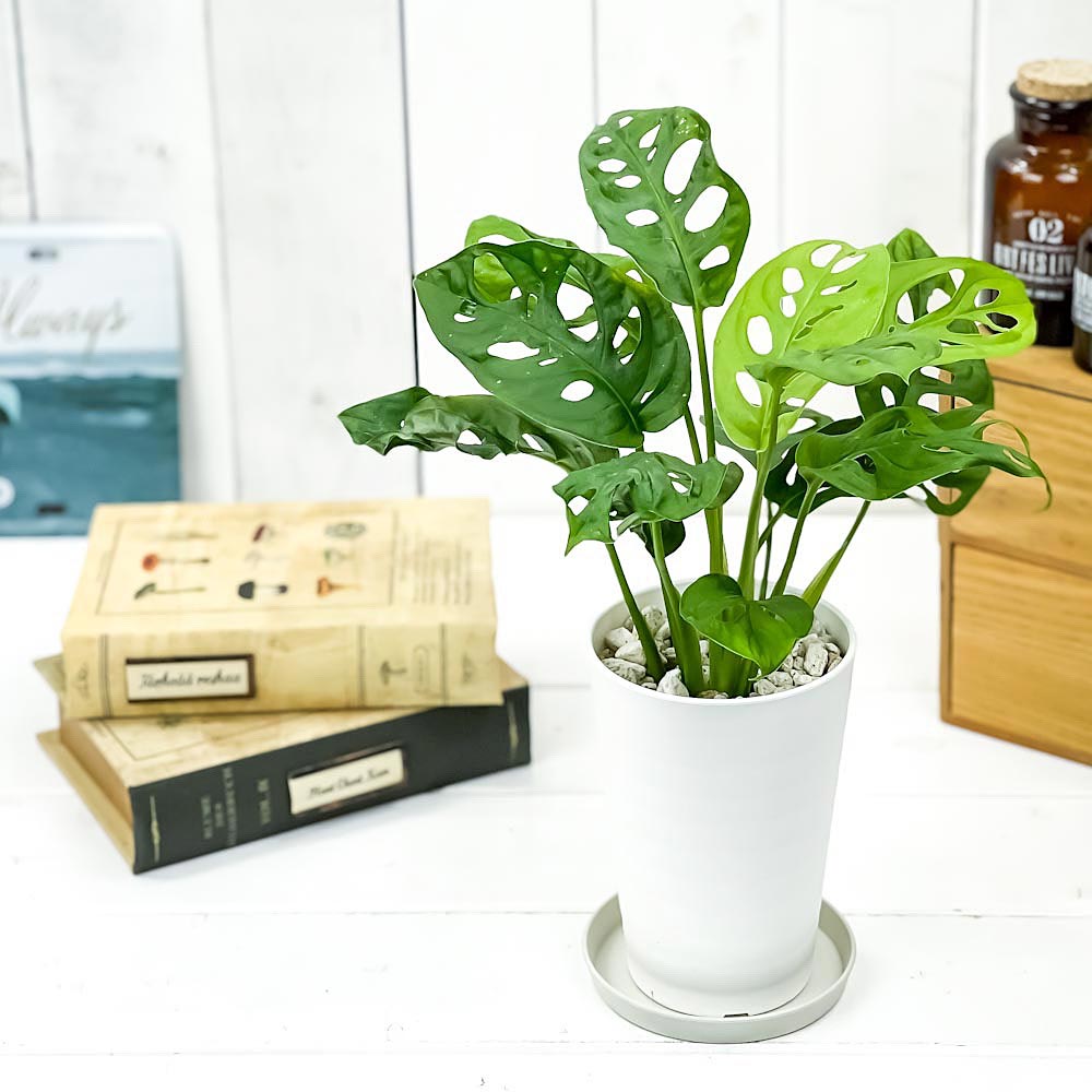 PLANCHU 観葉植物 マドカズラ モンステラ フリードリヒスターリー 3.5号ロング鉢 受け皿付き 育て方説明書付き Monstera friedrichsthalii アロイド