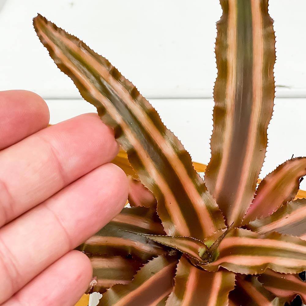 PLANCHU 観葉植物 クリプタンサス ソレイユ 3号丸鉢 受け皿付き 育て方説明書付き Cryptanthus bivittatus ‘Soleil’ ビウィッタートゥス ブロメリア ヒメアナナス