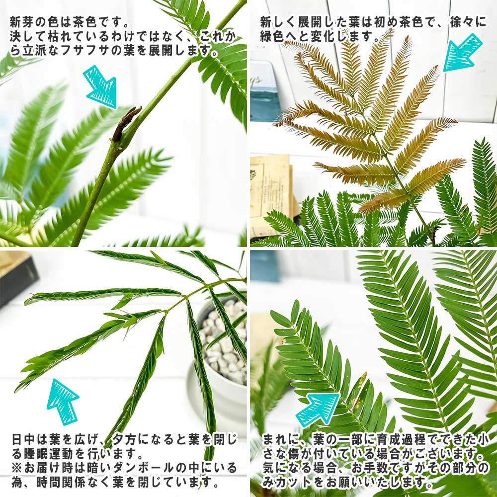 PLANCHU 観葉植物 エバーフレッシュ 4号鉢 受け皿付き 育て方説明書付き Cojoba arborea var. angustifolia ネムノキ