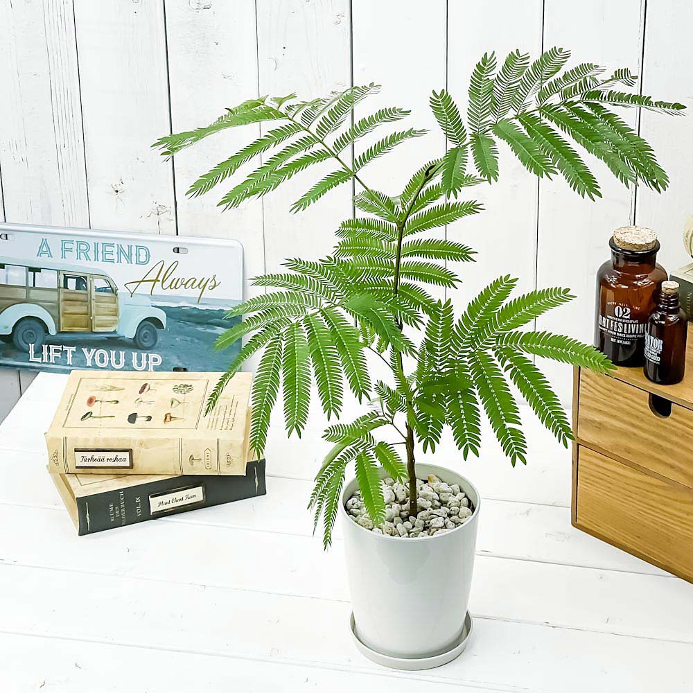 PLANCHU 観葉植物 エバーフレッシュ 4号鉢 受け皿付き 育て方説明書付き Cojoba arborea var. angustifolia ネムノキ