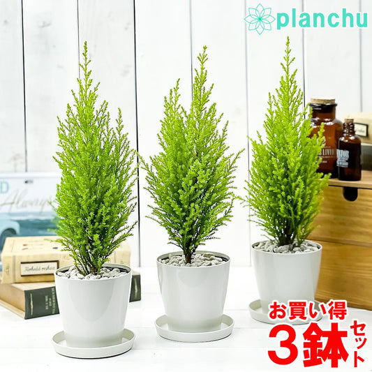 PLANCHU 観葉植物 コニファー ゴールドクレスト ウィルマ 3.5号鉢 3鉢セット 受け皿付き 育て方説明書付き Cupressus macrocarpa ‘Wilma’ 庭木 植木 クリスマスツリー