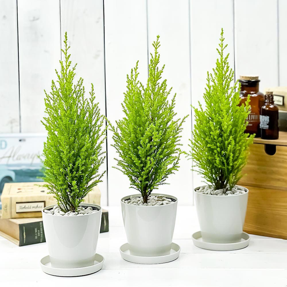PLANCHU 観葉植物 コニファー ゴールドクレスト ウィルマ 3.5号鉢 3鉢セット 受け皿付き 育て方説明書付き Cupressus macrocarpa ‘Wilma’ 庭木 植木 クリスマスツリー