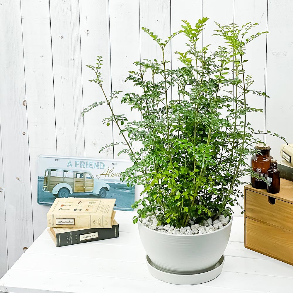 2株セット　群生株 精巧殿（セイコウドン）鉢付き発送 PLANCHU 観葉植物 シマトネリコ 8号平鉢 受け皿付き 育て方説明書付き